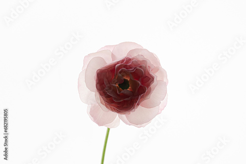 Bilde på lerret 꽃, 플라워, 핑크, 로즈, 그린, 식물, 예쁜, 겹겹, 꽃다발, 장미, 미니장미, 웨딩, 부케, 선물, 라넌큘러스, 순결, 깨끗한, 순정, 역