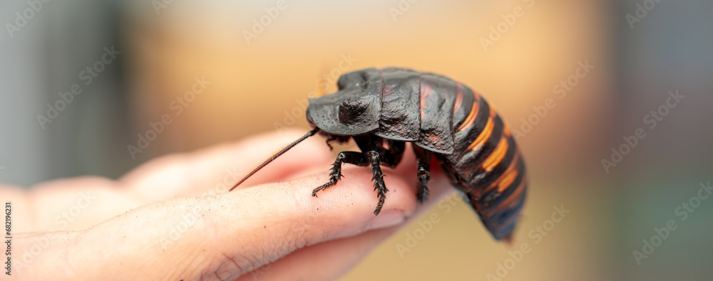 Madagascar Hissing Cockroach. A cockroach sits on a man's hand close-up. Exotic pet, tropical insect. - obrazy, fototapety, plakaty 