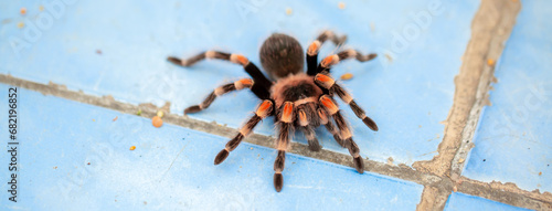 Tarantula spider close-up on the floor in the house. Tarantula spider as a pet.