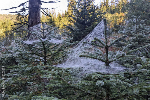 Spider web in morning dew - old dew condensing on a spider web and trees in Sumava National Park, Czech Republic