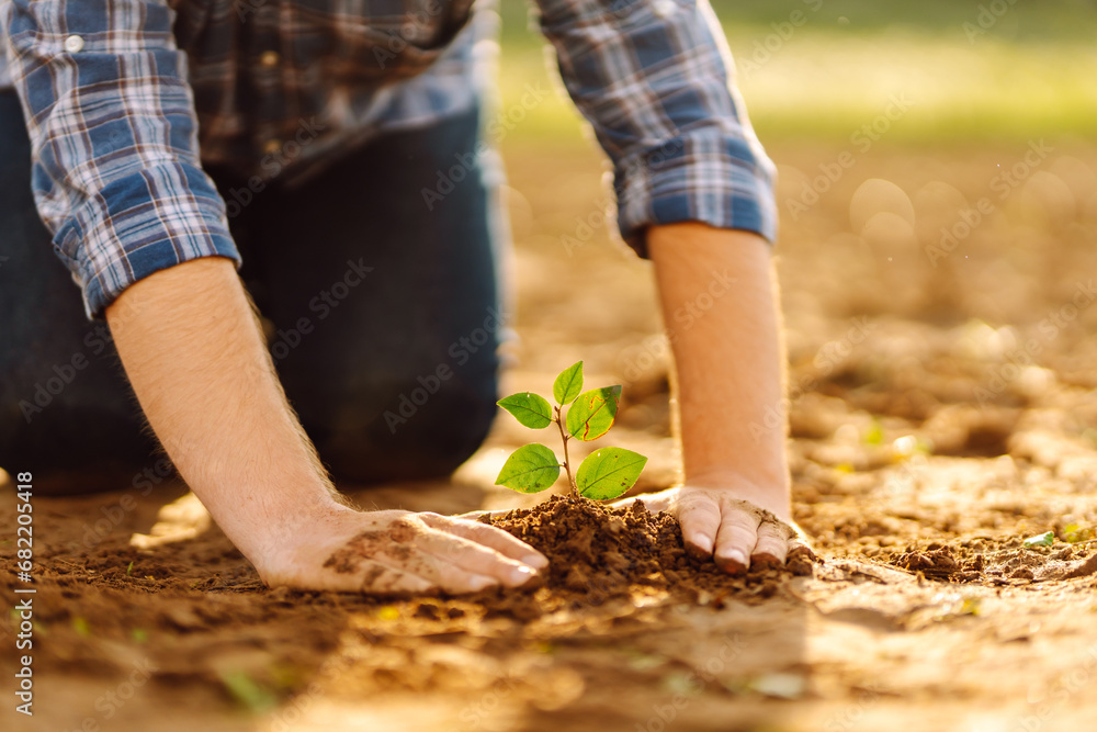 The hands of an experienced farmer plants and cares for a new sprout in the field. A young agronomist checks a seedling in the ground. Gardening concept, ecology. The hands of an experienced farmer plants and cares for a new sprout in the field. A young agronomist checks a seedling in the ground. Gardening concept, ecology.