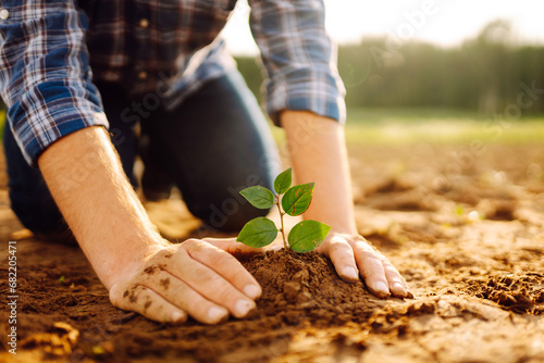 The hands of an experienced farmer plants and cares for a new sprout in the field. A young agronomist checks a seedling in the ground. Gardening concept, ecology.