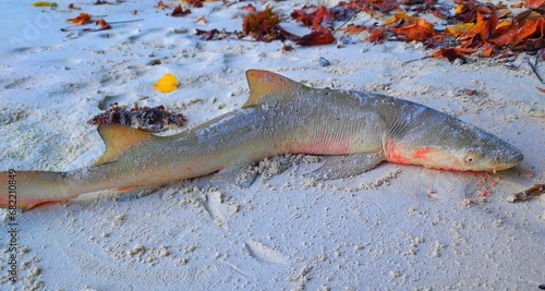 Small shark caught on the beach