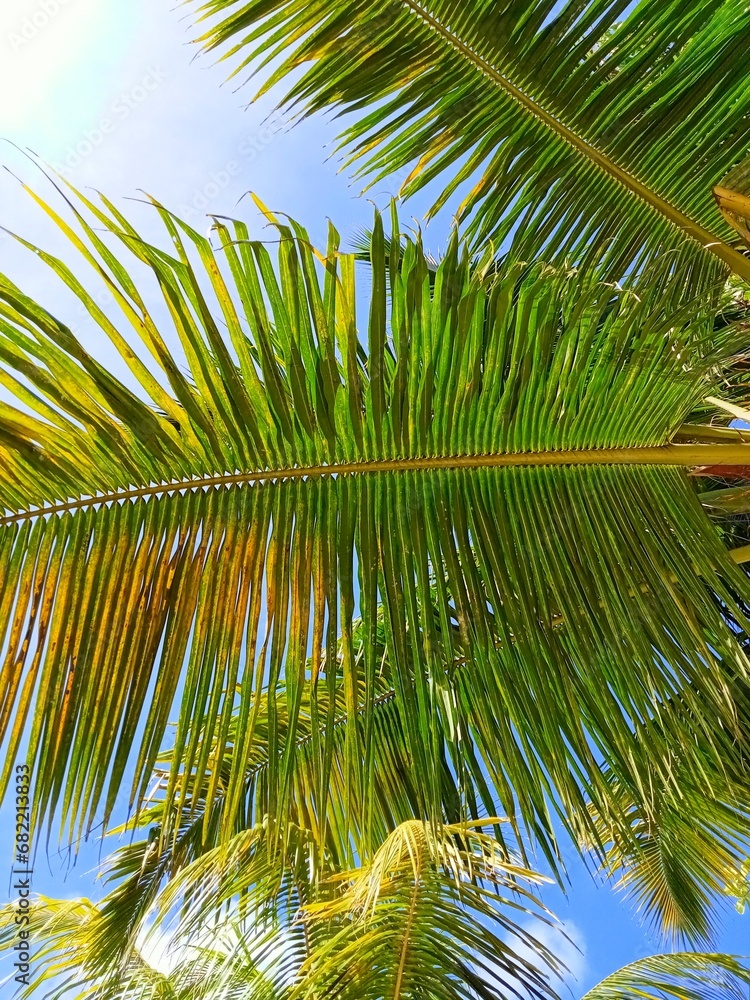 Place of relaxation, in the shade of palm trees by the ocean Place of relaxation, in the shade of palm trees by the ocean
