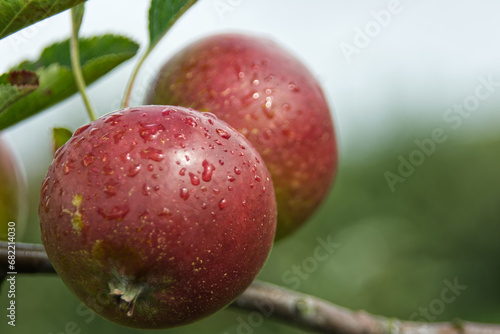 Red Apples on the Tree