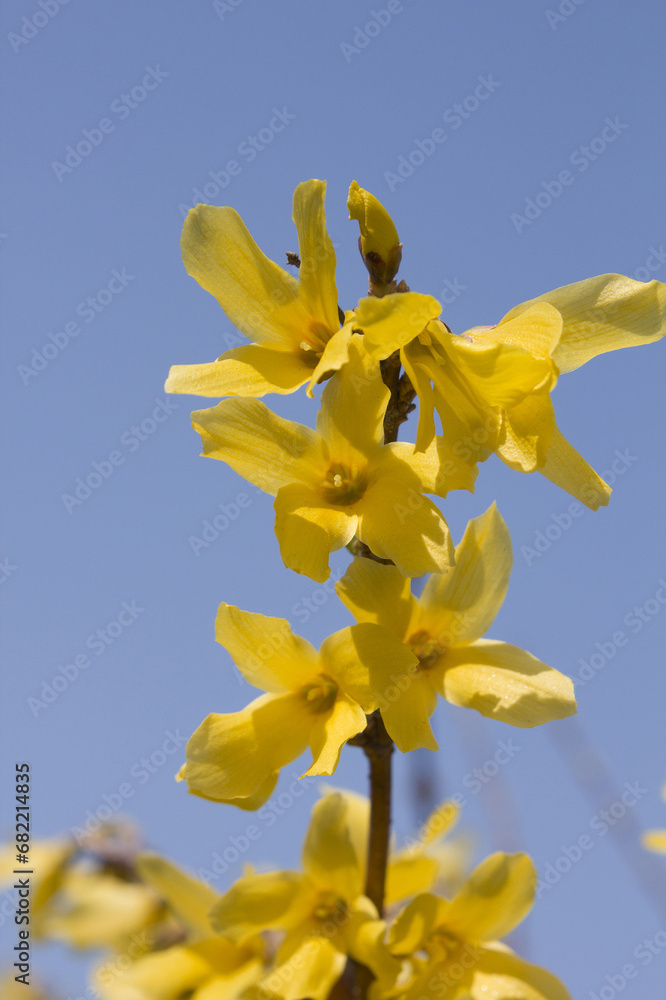 Obraz premium Forsythia(Golden bell flowers) in the spring .