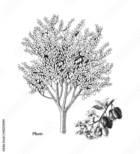 Plum tree and branch vector