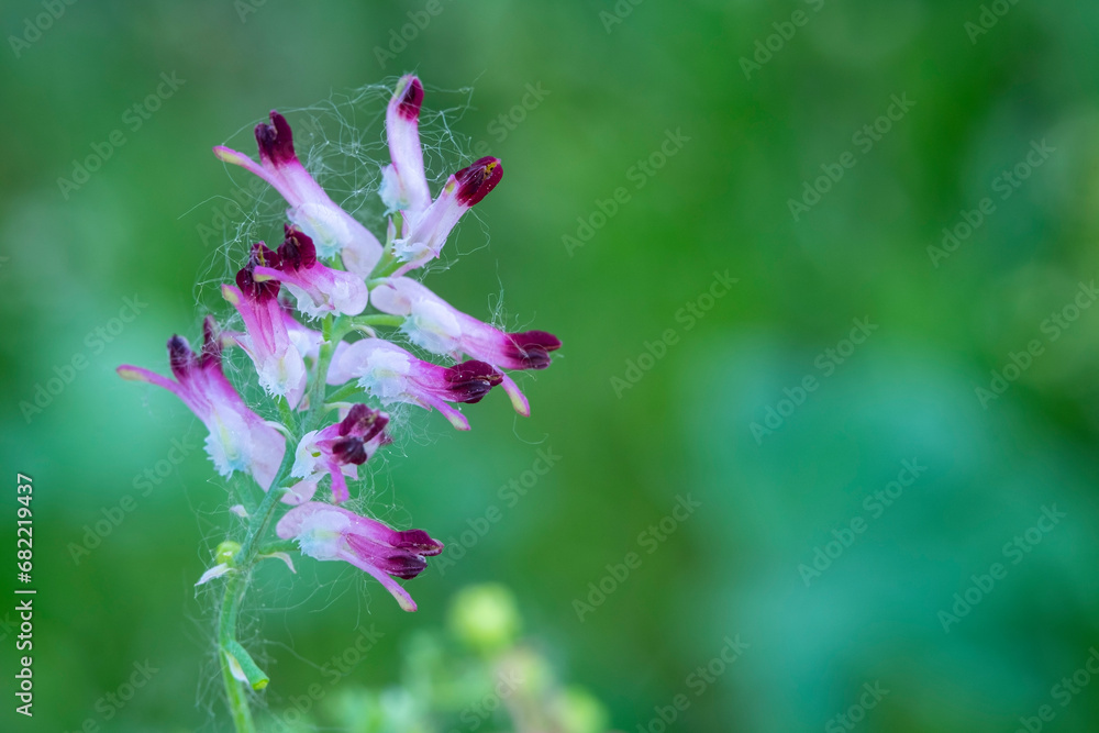 Flower of common fumitory isolated on natural background, Fumaria officinalis Flower of common fumitory isolated on natural background, Fumaria officinalis