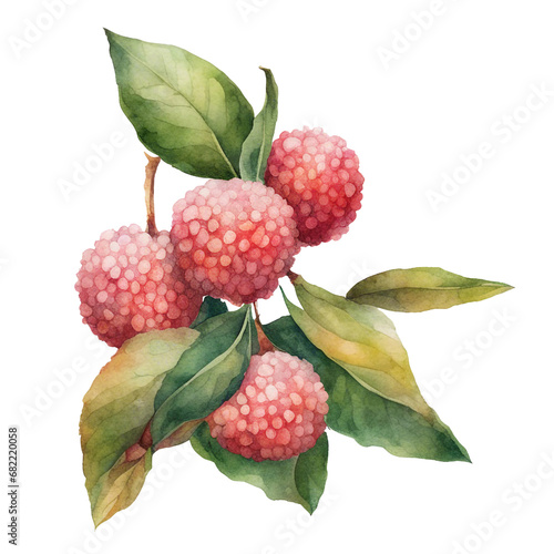  watercolour lychee