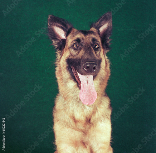 Pet German Shepherd dog indoors enjoying all the attention