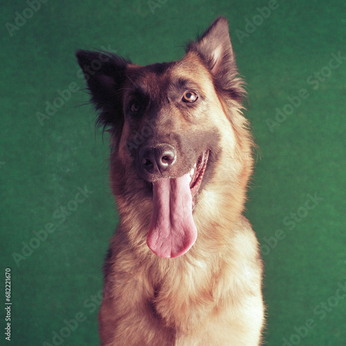 Pet German Shepherd dog indoors enjoying all the attention