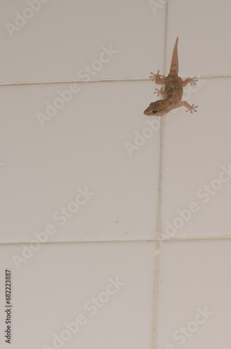 Boettger's wall gecko Tarentola boettgeri boettgeri. Cruz de Pajonales. Integral Natural Reserve of Inagua. Tejeda. Gran Canaria. Canary Islands. Spain. photo