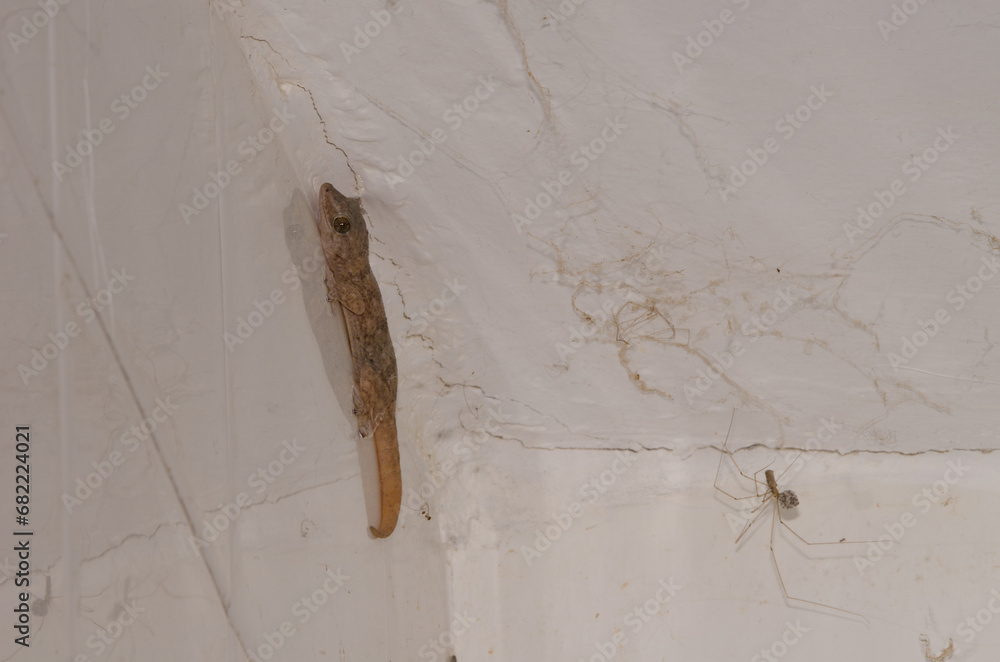 Boettger's wall gecko Tarentola boettgeri and daddy long-legs spider Pholcus phalangioides carrying its eggs. Gran Canaria. Canary Islands. Spain. - obrazy, fototapety, plakaty 