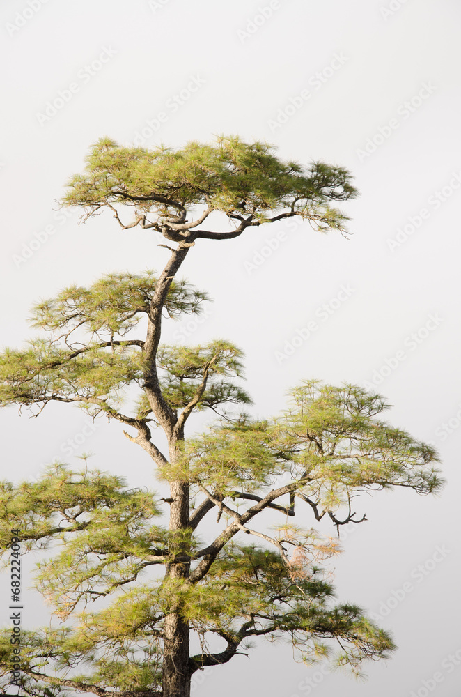 Canary Island pine Pinus canariensis. Integral Natural Reserve of Inagua. Tejeda. Gran Canaria. Canary Islands. Spain. Canary Island pine Pinus canariensis. Integral Natural Reserve of Inagua. Tejeda. Gran Canaria. Canary Islands. Spain.