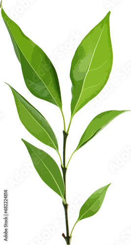 Branch of green leaves clip art