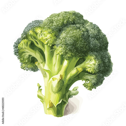 Watercolor green broccoli isolated on white background, Illustration of broccoli in watercolor style, vegetable illustration. vector