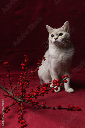 Burmilla cat with winter berries on red background