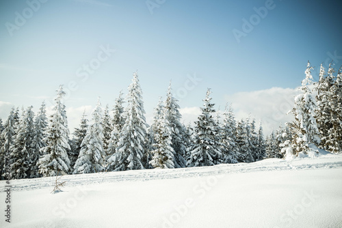 beautiful winter landscape with snowy fir trees © Melinda Nagy