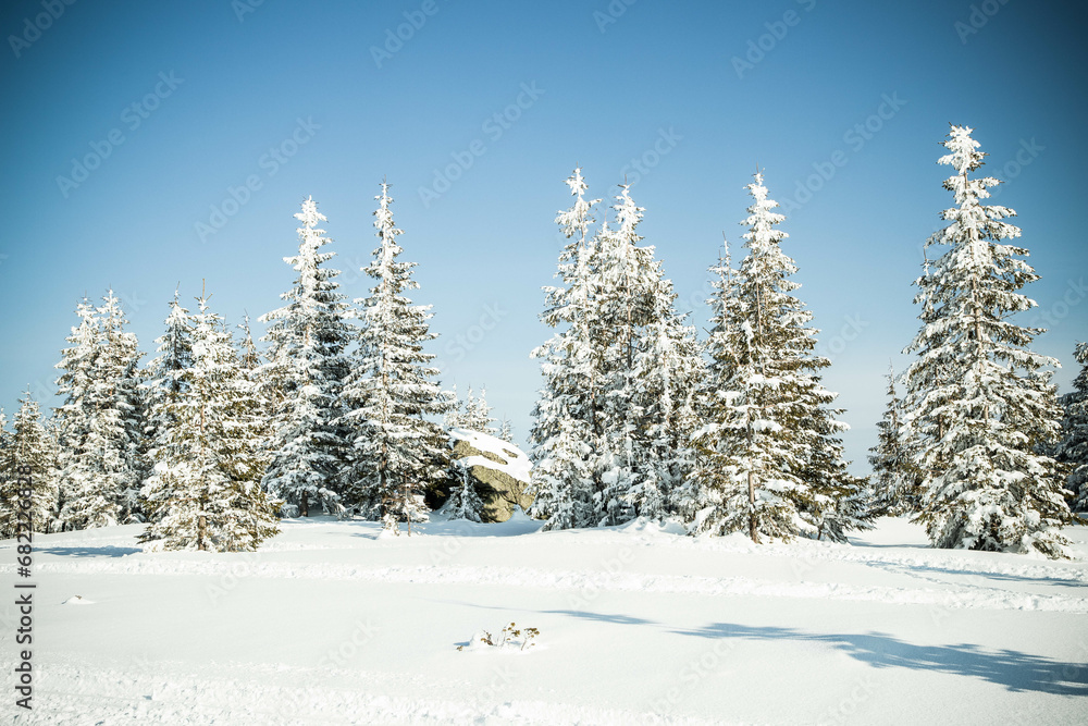 Fototapeta premium beautiful winter landscape with snowy fir trees