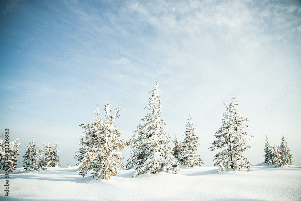 beautiful winter landscape with snowy fir trees