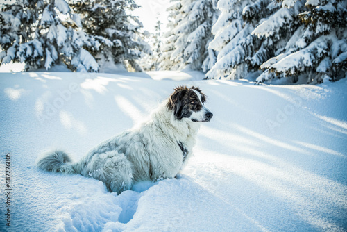 happy white dog in big snow in winter © Melinda Nagy