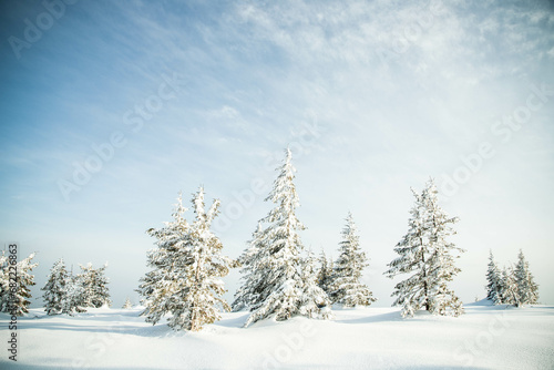 beautiful winter landscape with snowy fir trees © Melinda Nagy