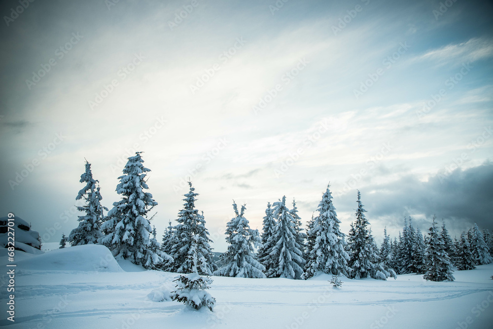 Obraz premium beautiful winter landscape with snowy fir trees
