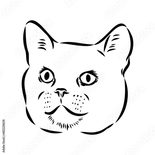 Sketch of an american shorthair american shorthair cat vector