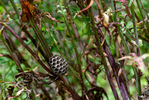 abandoned bumblebee honeycomb stuck in bushes