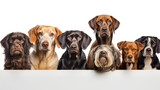 Portrait of several dogs of different dog breeds looking at camera on a cutout PNG transparent background