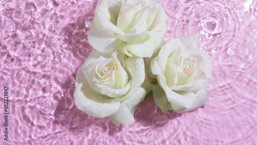 White roses into water on  pink background photo