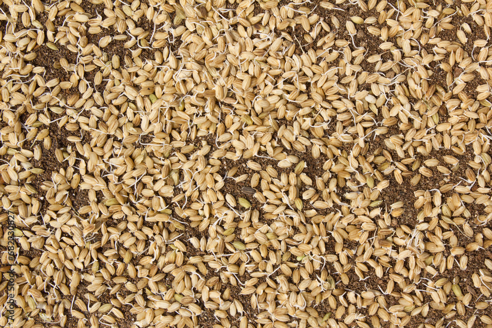 A pile of rice seeds starting to sprout. A pile of rice seeds starting to sprout.