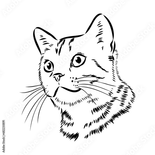 Sketch of an american shorthair american shorthair cat vector