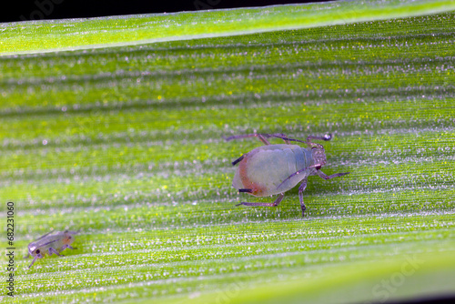 Oat aphids (Rhopalosiphum padi) on a leaf of winter barley in a cultivated field in autumn. photo