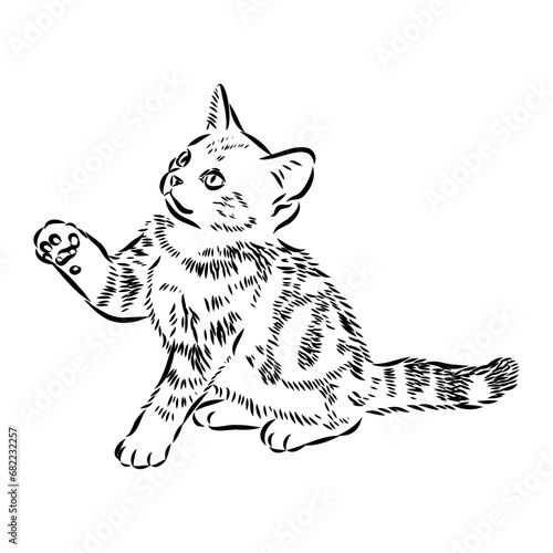 Sketch of an american shorthair american shorthair cat vector