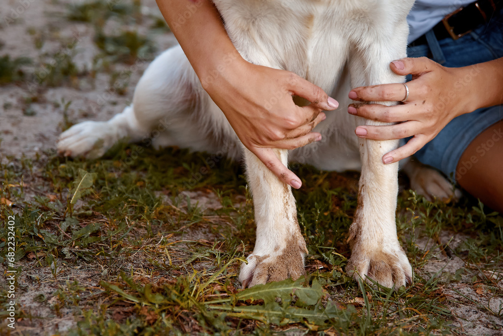 The hands of a man owner stroke his purebred dog on the street during a walk in the summer. Concept for pet products, banners, articles, place for text. Care and care for your pet. The hands of a man owner stroke his purebred dog on the street during a walk in the summer. Concept for pet products, banners, articles, place for text. Care and care for your pet.