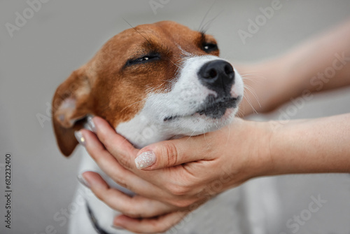 The hands of a man owner stroke his purebred dog on the street during a walk in the summer. Concept for pet products, banners, articles, place for text. Care and care for your pet.