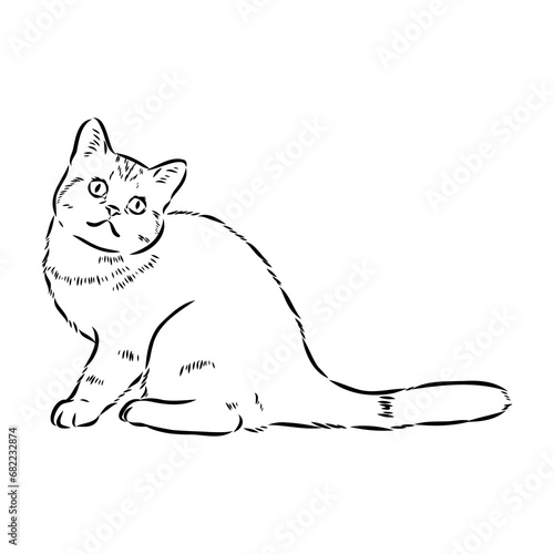 Sketch of an american shorthair american shorthair cat vector