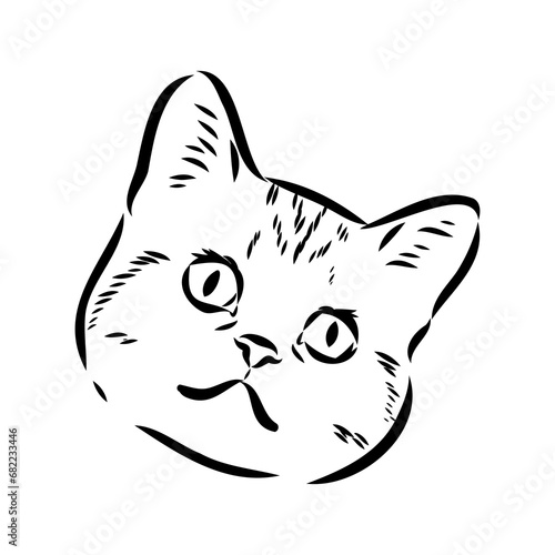 Sketch of an american shorthair american shorthair cat vector