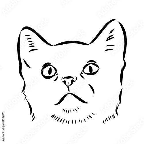 Sketch of an american shorthair american shorthair cat vector