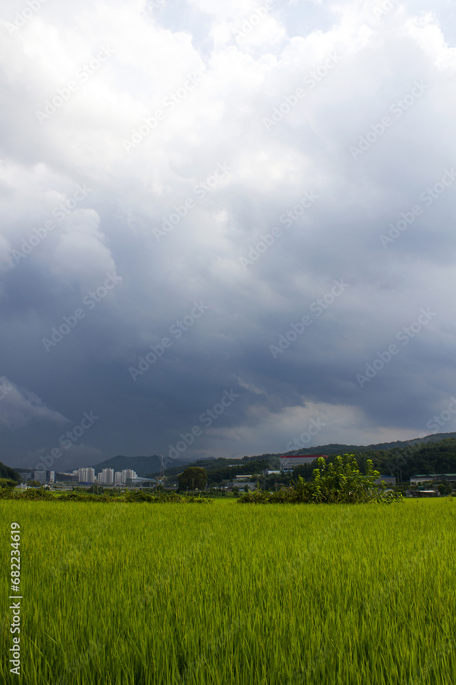 summer green rice field. Rural landscape. summer green rice field. Rural landscape.