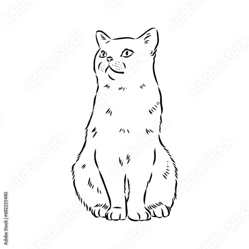 Sketch of an american shorthair american shorthair cat vector