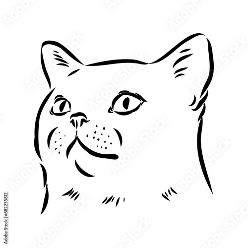 Sketch of an american shorthair american shorthair cat vector