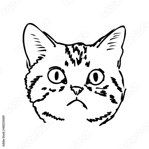 Sketch of an american shorthair american shorthair cat vector