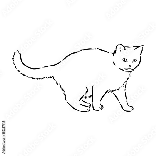 Sketch of an american shorthair american shorthair cat vector