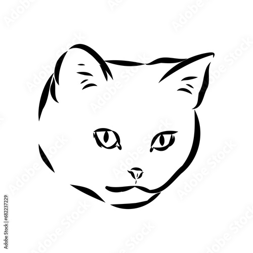 Sketch of an american shorthair american shorthair cat vector