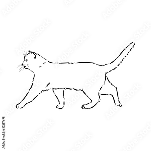 Sketch of an american shorthair american shorthair cat vector