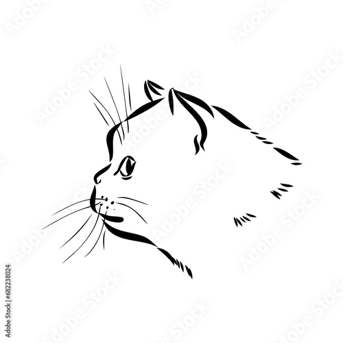 Sketch of an american shorthair american shorthair cat vector