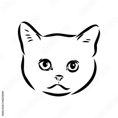 Sketch of an american shorthair american shorthair cat vector