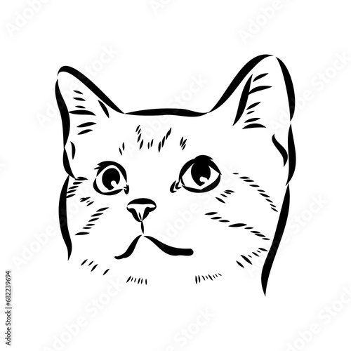 Sketch of an american shorthair american shorthair cat vector